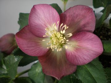 �N���X�}�X���[�Y�@���炫