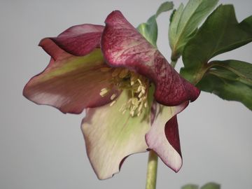 �N���X�}�X���[�Y�@�o�C�J���[