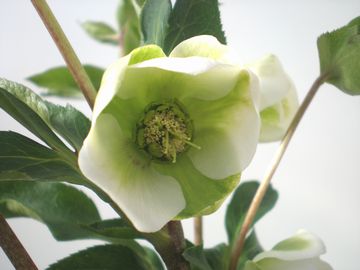 �N���X�}�X���[�Y