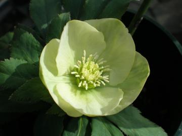 �N���X�}�X���[�Y�@�V���O��