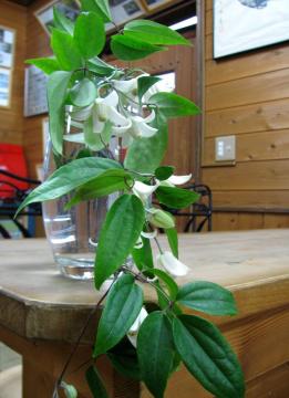 �N���}�`�X