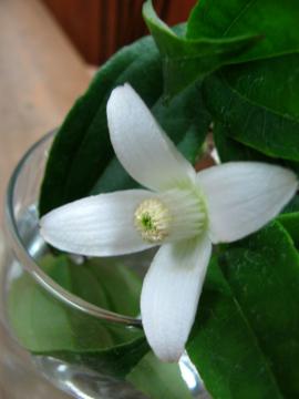 �N���}�`�X