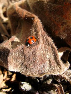 �e���g�E���V