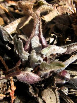 �u���l��