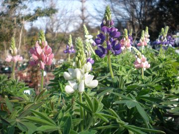 ���s�i�X�@�s�N�V�[