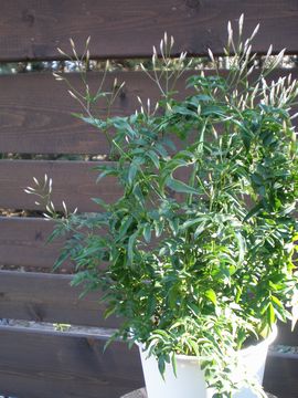 �n�S�����W���X�~��