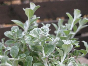 �w���N���T��