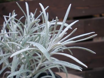 �w���N���T��