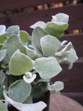 �w���N���T��