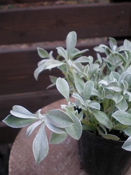 �w���N���T��