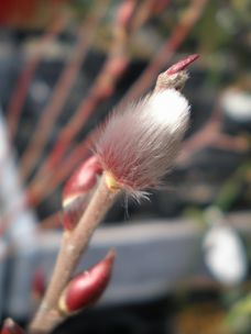 �s���N�l�R���i�M