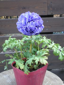 �A�l���l�@�I�[����