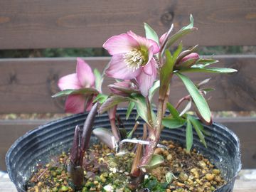 �N���X�}�X���[�Y�@��