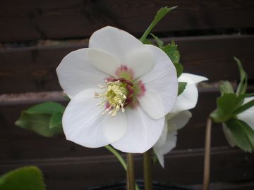 �N���X�}�X���[�Y�@�l�N�^���[