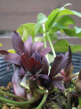 �N���X�}�X���[�Y�@�u���b�N