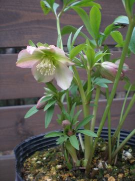 �N���X�}�X���[�Y