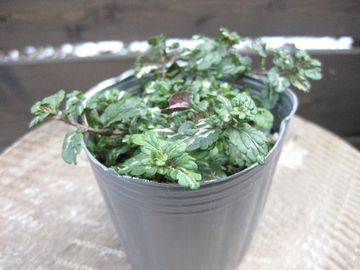 �x���j�J�@�~�t�B�[�u���[�g