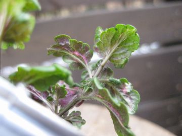 �x���j�J�@�~�t�B�[�u���[�g