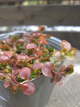 ���V�}�L�A�@�I�[���A