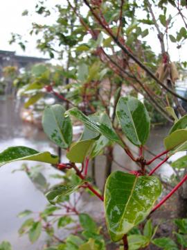 ���h���C�A