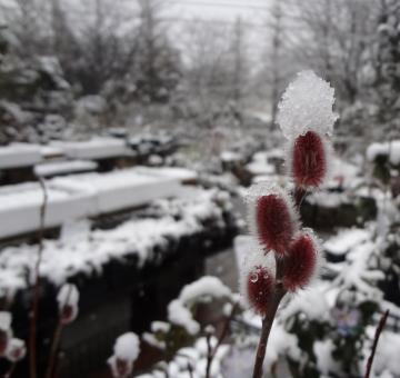 �s���N�l�R���i�M