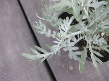 �V���^�G�M�N