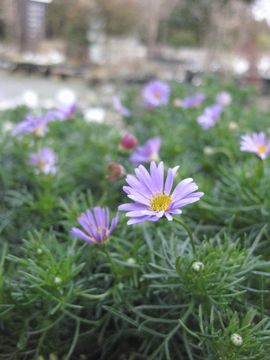 �u���L�J��