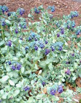 �Z�����Z �}���[��