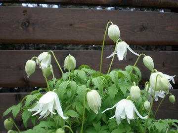 �N���}�`�X�@�z���C�g���f�B