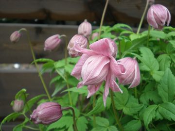 �N���}�`�X�@�}�[�N�n���Y�s���N