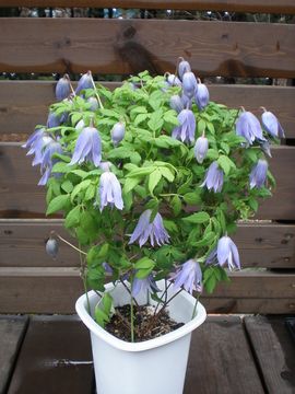 �N���}�`�X�@�E�F�b�Z���g��