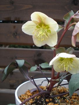 �N���X�}�X���[�Y