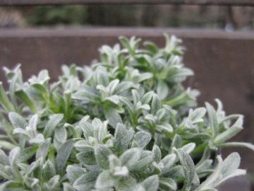 �Z���X�`�E��