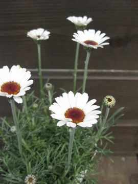 ���[�_���Z�}���@�A�t���J���A�C�Y