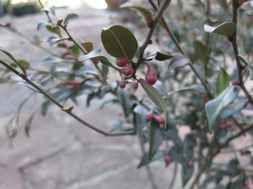 �c�o�L�@�G���i