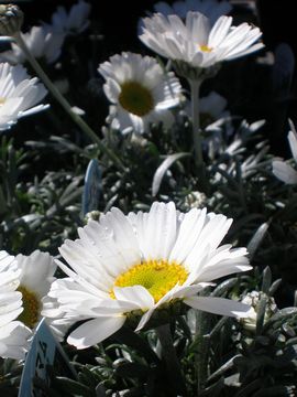 ���[�_���Z�}��