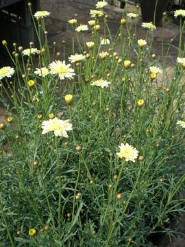 �}�[�K���b�g