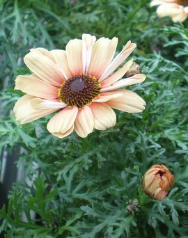 �}�[�K���b�g