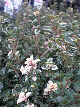 �t�H�b�N�X���[�^�C��