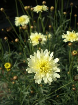 �}�[�K���b�g