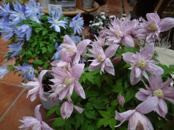 �N���}�`�X