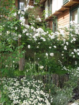 �^�i�Z�c��