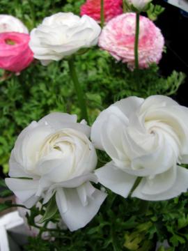 ���i���L�����X