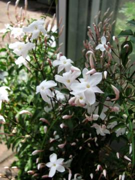 �W���X�~��