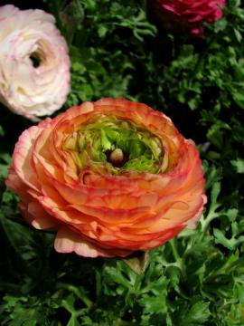 ���i���L�����X