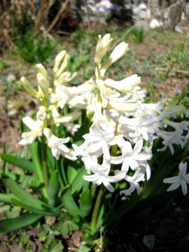 �q���V���X