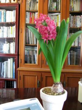 �q���V���X