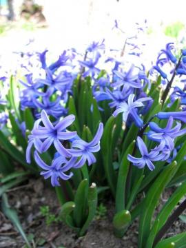 �q���V���X