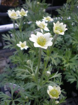 �A�l���l�@�A���i�x��