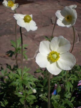 �A�l���l�@�V���x�X�g���X